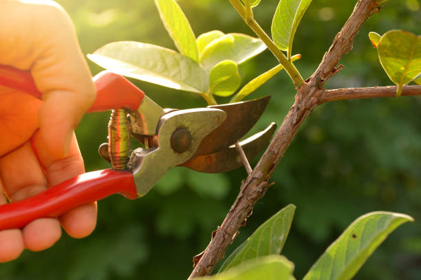 Professional Tree Services in Thoreau, NM